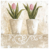 Tulipes en Pot