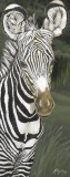 Safari Zebra