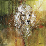 White Poodle
