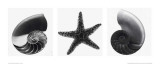 Shell Textures