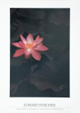 Buy Lotus at AllPosters.com
