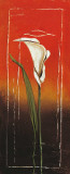 Calla I