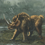 Woolly Rhinoceros (Coelodonta Antiquitatis) in Rain, Illustration