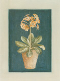 Auricula Orangée