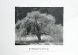 Willow Tree