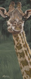 Safari Giraffe