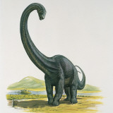Diplodocus Dinosaur Standing Near a River