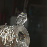 Close-Up of a Little Owl Perching on Tree Stump (Athene Noctua)