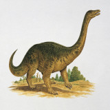 Side Profile of a Riojasaurus
