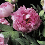 Close-Up of Common Peony Flowers (Paeonia Officinalis)