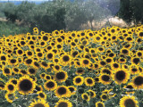 High Angle View of Sunflowers in a Field, Assisi, Umbria, Italy (Helianthus Annuus)