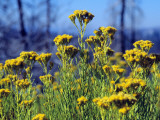 Close Up of Yellow Wild Flowers, Yosemite National Park, California, Usa