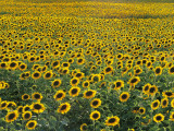 Sunflowers in a Field, Umbria, Italy