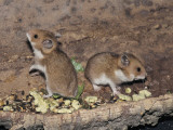 Close-Up of Two Golden Hamsters (Mesocricetus Auratus)