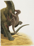 Dromaeosaurus Dinosaur Hunting Another Dinosaur