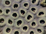 Close-Up of a Dry Indian Lotus Seed Pod, Andromeda Botanic Gardens, Bathsheba, Barbados