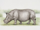 Side Profile of a Teleoceras Standing in a Field