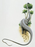 Seismosaurus Dinosaur Eating Leaves of a Tree (Jaxartosaurus Aralensis)
