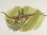 Side Profile of a Mesosaurus Chasing Fish