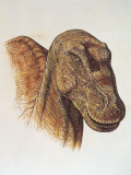 Close-Up of a Maiasaura's Head (Maiasaura Peeblesorum)