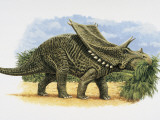 Chasmosaurus Dinosaur Eating Plants