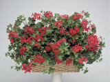 Close-Up of Ivy-Leaved Geranium (Pelargonium Peltatum)