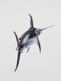 Close-Up of a Swordfish (Xiphias Gladius)