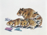 Close-Up of a Female Hamster with its Young