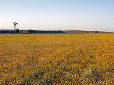 Windmill and Wildflowers in the Australian Outback, Simpson Desert, Queensland