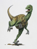 Close-Up of a Troodon Dinosaur (Troodon Formosus)