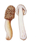 Early Morel (Verpa Bohemica), Illustration