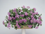Close-Up of an Ivy-Leaved Geranium Plant, (Pelargonium Peltatum)