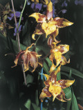 Close-Up of Odontoglossum Flowers