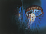 Close-Up of Jellyfish Underwater