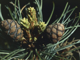 Close-Up of Pine Cones on a Swiss Pine Tree (Pinus Cembra)