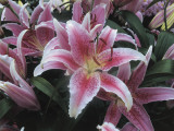 Close-Up of Flowers