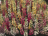 Flowers on Snapdragon Plant (Antirrhinum Majus)