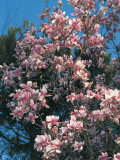 Low Angle View of Branches of a Saucer Magnolia Tree in Blossom (Magnolia Soulangiana)