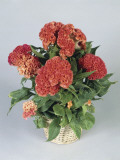 Close-Up of Plumed Cockscomb Flowers (Celosia Argentea)