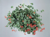 Close-Up of an Ivy Leaf Geranium (Pelargonium Peltatum)