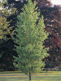 Poplar Tree in a Field (Populus Octorabdos)