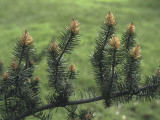 Close-Up of a Pine Tree