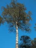 Low Angle View of a Silver White Birch Tree (Betula Pendula)