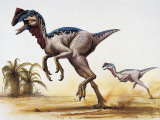Two Chirostenotes Dinosaur Running