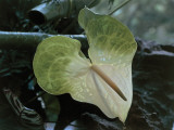 Close-Up of a Flower of Anthurium Genus