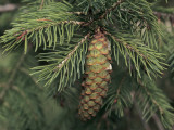 Close-Up of a Pine Cone on a Wilson's Spruce Tree (Picea Wilsonii)