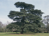 Cedar of Lebanon Tree on a Landscape (Cedrus Libani)