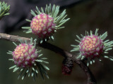 Close-Up of Cones on an European Larch Tree Branch (Larix Decidua)