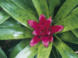 Close-Up of a Flower and Leaves