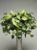 Close-Up of a Pothos Plant (Scindapsus Aureus)